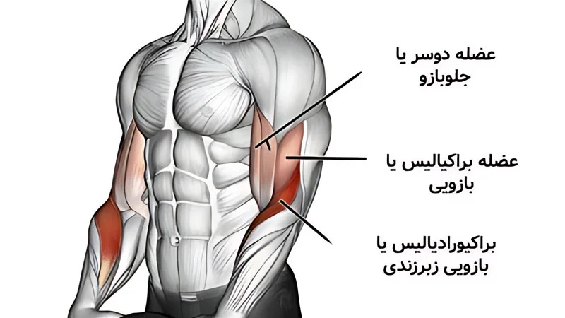 عضلات درگیر در حرکات جلو بازو